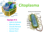 citoplasma1-121024150544