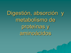 Digestión y metabolismo de proteínas y aminoácidos