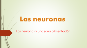 Las neuronas - WordPress.com