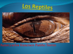 Los Reptiles - gustavoycarlos