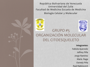 Grupo #5: Organización Molecular del Citoesqueleto