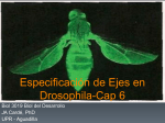 Segmentacion_Drosophila