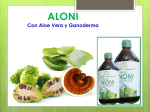 NONI (Morinda Citrifolia)