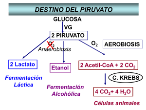 2 ATP - quimicabiologicaunsl