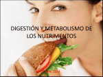 2_Aparato_digestivo_digesti  n_de_nutrimentos