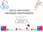 QUE ES UNA PLANTA MEJORADA GENÉTICAMENTE