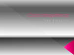 Ciclos bioquimicos