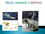 peces, anfibios y reptiles