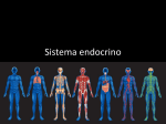 Sistema endocrino - SC Monjas Inglesas