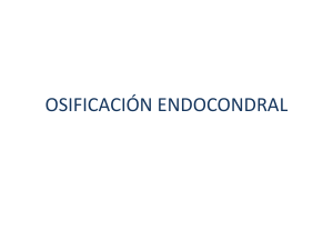 osificación endocondral y osteogénesis