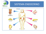 sistema endocrino - Eco Salud Estudiantes XDDD