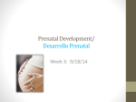 Prenatal Development/Desarrollo Prenatal