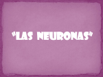 Las neuronas