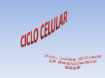 Presentación1 Ciclo celular para clase (1197482)