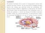 Cerebro - Meteorologia-Y