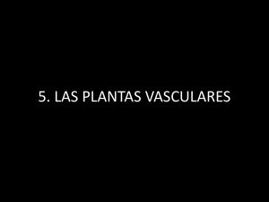 4. LAS PLANTAS VASCULARES
