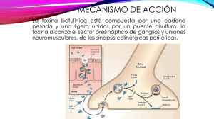 CLOSTRIDIUM B Mecanismo de accion y dosis toxica