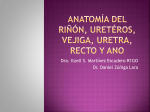 Anatomía del riñón, ureteros, vejiga, uretra, recto y ano