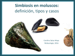 Simbiosis en Moluscos