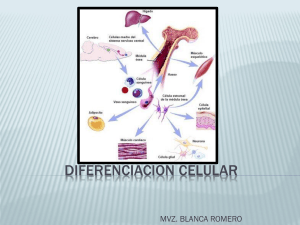 DIFERENCIACION CELULAR
