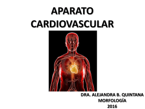 Aparato cardiovascular Archivo