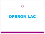 operon lac - Bioquimexperimental