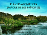 PLANTAS AROMÁTICAS (PARQUE DE LOS PRÍNCIPES)