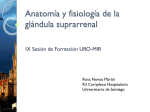 Anatomía y fisiología de la glándula suprarrenal