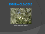 familia oleaceae