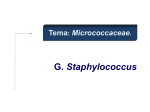 Género Staphylococcus