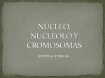 núcleo, nucleolo y cromosomas - biologialasalle4-1