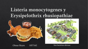 Listeria monocytogenes y Erysipelothrix rus