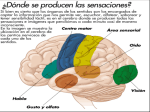 Partes que se encargan de proteger los ojos