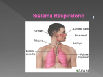 Sistemas respiratorio y circulatorio (Nuevo)