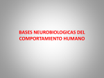 bases neurobiologicas del comportamiento humano