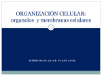5, organización celular