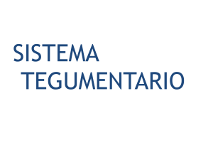 sistema tegumentario - ANATOMÍA 1º BACHILLERATO