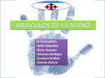 musculos de la mano - From Girls to Doctors
