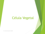 Celula Vegetal - WordPress.com