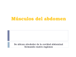 Músculos del abdomen