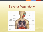 sistema respiratorio 4ta clase.