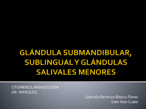 glándula submandibular, sublingual y glándulas salivales menores