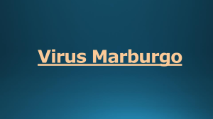 Virus Marburgo