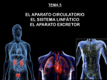 Tema 5 Apto Circulatorio y excretor