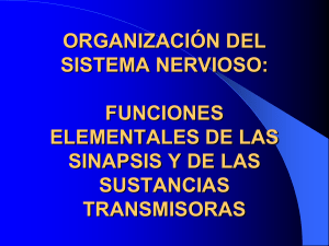 organización del sistema nervioso