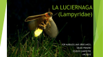 LA LUCIERNAGA (Lampyridae)