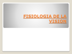 la vision - fisiologiaunahvs