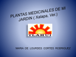 plantas_medicinales_de_mi_jardin_jalapa_ver