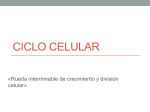ciclo celular - Colegio Del Salvador