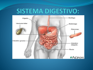 aparato digestivo - ANATOMIADIGESTIVO